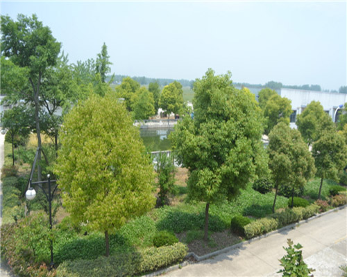 绿化
